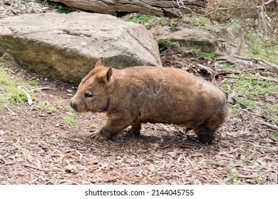 The Southern Hairy Nosed Wombat Is Walking Up A Slope