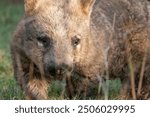 The southern hairy-nosed wombat is one of three extant species of wombats. It is found in scattered areas of semiarid scrub and mallee from the eastern Nullarbor Plain.