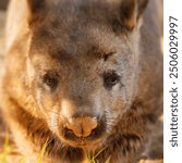 The southern hairy-nosed wombat is one of three extant species of wombats. It is found in scattered areas of semiarid scrub and mallee from the eastern Nullarbor Plain.