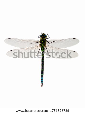 Southern Hawker (Aeshna cyanea) photographed against white background.