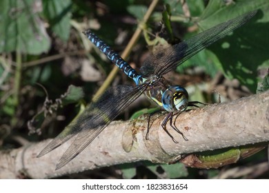 Southern Hawker Blue Hawker Aeshna Cyanea