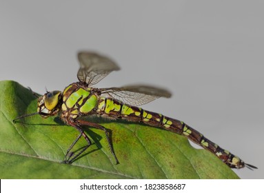 Southern Hawker Blue Hawker Aeshna Cyanea