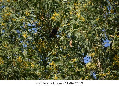 11 Southern hill myna Images, Stock Photos & Vectors | Shutterstock