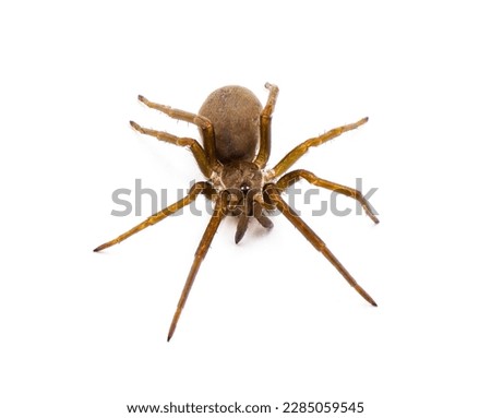 Southern House spider - Kukulcania hibernalis - top front view isolated on white background with detail throughout
