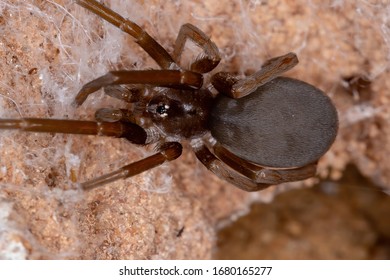 Southern House Spider Of The Species Kukulcania Hibernalis