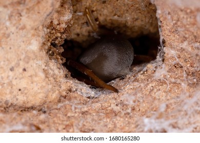 Southern House Spider Of The Species Kukulcania Hibernalis