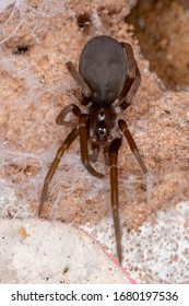 Southern House Spider Of The Species Kukulcania Hibernalis