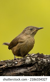 Southern House Wren. The Owl Is A Passerine Bird In The Troglodytidae Family.