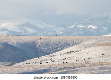 Southern Idaho Owyhee Mountain Range At National Conservation Area For Birds Of Prey With Cows