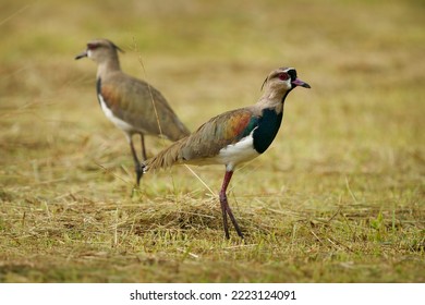 Southern Lapwing - Vanellus Chilensis Called Quero-quero In Brazil Or Tero In Argentina And Uruguay, Wader In Charadriiformes, Two Birds From South America, Common In The Basin Of The Río De La Plata