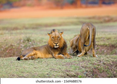 The Southern lion (Panthera leo melanochaita) also as the East-Southern African lion or Eastern-Southern African lion.Dominant male lying in savanna with orange colored background. - Shutterstock ID 1569688576