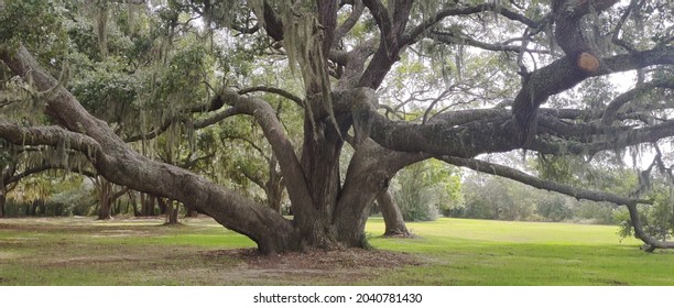 Southern Live Oak From South Carolina