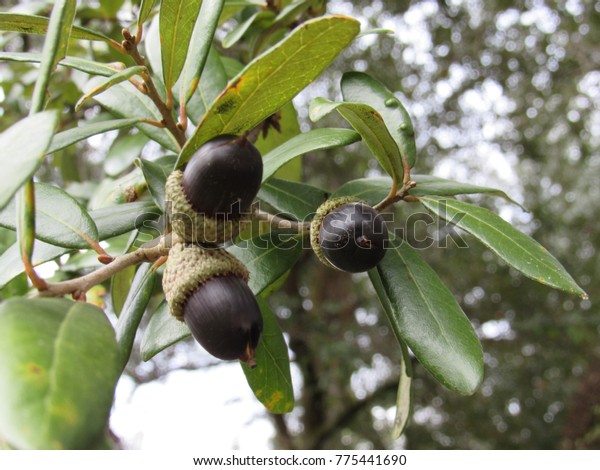 Southern Live Oak Tree Acorns Stock Photo Edit Now 775441690