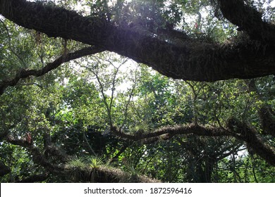 Southern Live Oak Tree Canopy Leaves And Branches