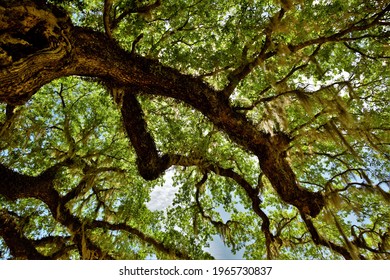 Southern Live Oak Tree Canopy