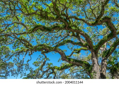 Southern Live Oak Tree. Nature, Flora