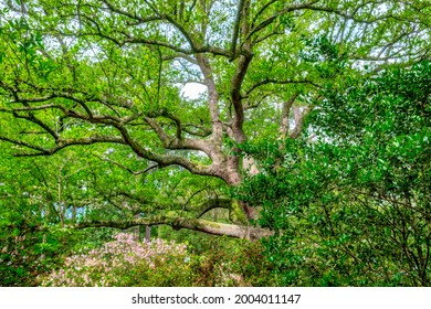 Southern Live Oak Tree. Nature, Flora