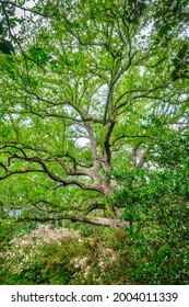 Southern Live Oak Tree. Nature, Flora