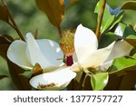 Southern Magnolia Blossom - Magnolia grandiflora