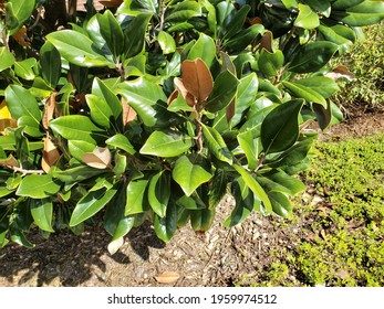 Southern Magnolia Branch And Leaves, Foliage