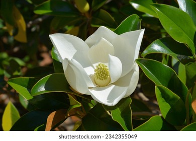 Southern magnolia branch with white flower - Latin name - Magnolia grandiflora - Shutterstock ID 2342355049