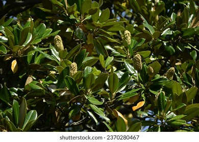Southern magnolia ( Magnolia grandiflora ) fruits. Magnoliaceae evergreen tree. The fruit consists of many follicles that come together to form an oval cluster. - Shutterstock ID 2370280467