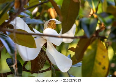 A Southern Magnolia Tree Flower