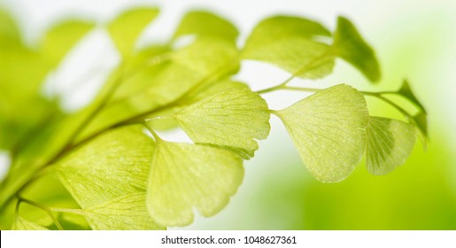 Southern Maidenhair Fern