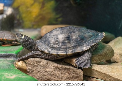 A Southern Map Turtle In Its Home At The Wildlife Sanctuary