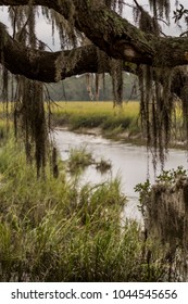 Southern Marsh Through Spanish Moss along river bed