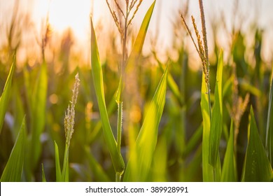 Southern Maryland Corn Field At Sunset.