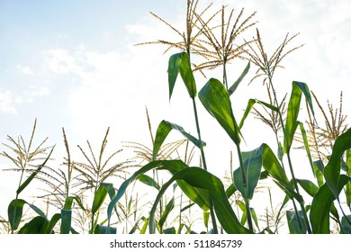 Southern Maryland Corn Field At Sunset.