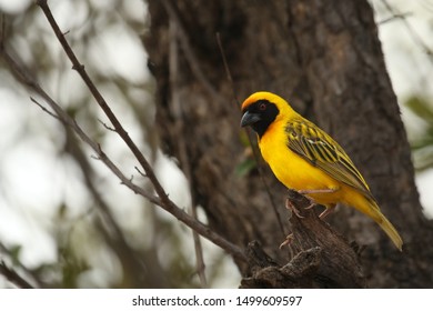 The southern masked weaver or African masked weaver (Ploceus velatus) sitting in the grass.Southern masked weaver in morning sun after rain.