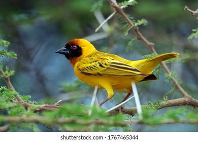 The southern masked weaver or African masked weaver (Ploceus velatus) in natural habitat