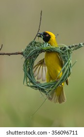Southern masked weaver building nest