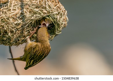 Southern masked weaver female Feeding Baby