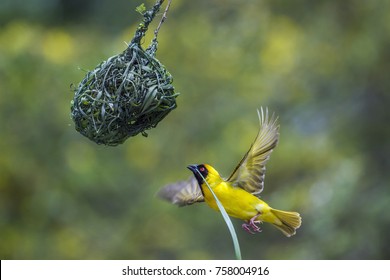 Southern masked weaver in Kruger national park, South Africa ; Specie Ploceus velatus family of Ploceidae
