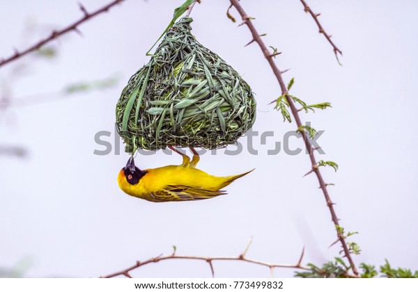 Southern masked\
weaver in Kruger national park, South Africa ; Specie Ploceus\
velatus family of\
Ploceidae