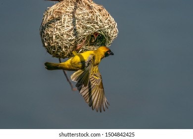 Southern masked weaver Male feeding baby