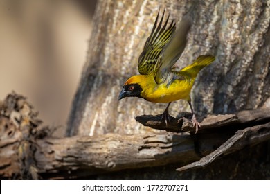 Southern masked weaver male sitting on a dead branch looking for some food