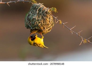 Southern masked weaver (Ploceus velatus), or African masked weaver,  trying to lure a female to his nest at Sunset Dam in Kruger National Park in South Africa
