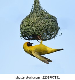 Southern Masked Weaver (Ploceus velatus) building a neat, finely woven nest - Powered by Shutterstock