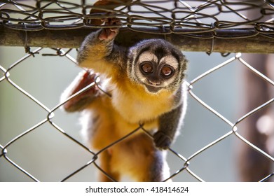 A Southern Night Monkey Tries To Escape His Prison. 