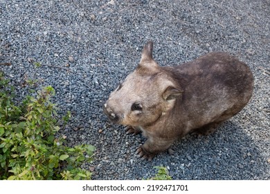 A Southern Nosed Wombat, Vombatidae, A Large Nocturnal Animal And Native To Australia.