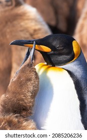 Southern Ocean, South Georgia. Headshot Of A King Penguin With A Chick Begging For Food.