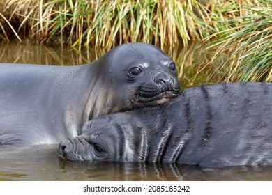 Southern Ocean, South Georgia. Portrait Of Two Young Elephant Seals Or Weaners.