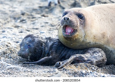 Southern Ocean, South Georgia. A Portrait If A Newborn Elephant Seal Pup With Its Mother.