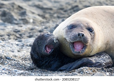 Southern Ocean, South Georgia. A Portrait If A Newborn Elephant Seal Pup With Its Mother Where Both Are Vocalizing As A Part Of Bonding.