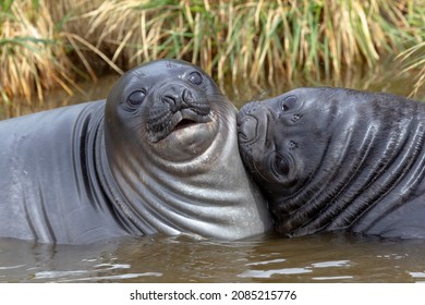 Southern Ocean, South Georgia. Portrait Of Two Young Elephant Seals Or Weaners.