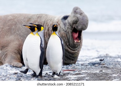 Southern Ocean, South Georgia, Salisbury Plain, king penguin, southern elephant seal, Three king penguins walk past an elephant seal bull who is bellowing.
